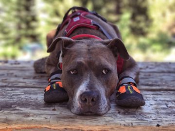 Dog with shoes sports exercise and injury