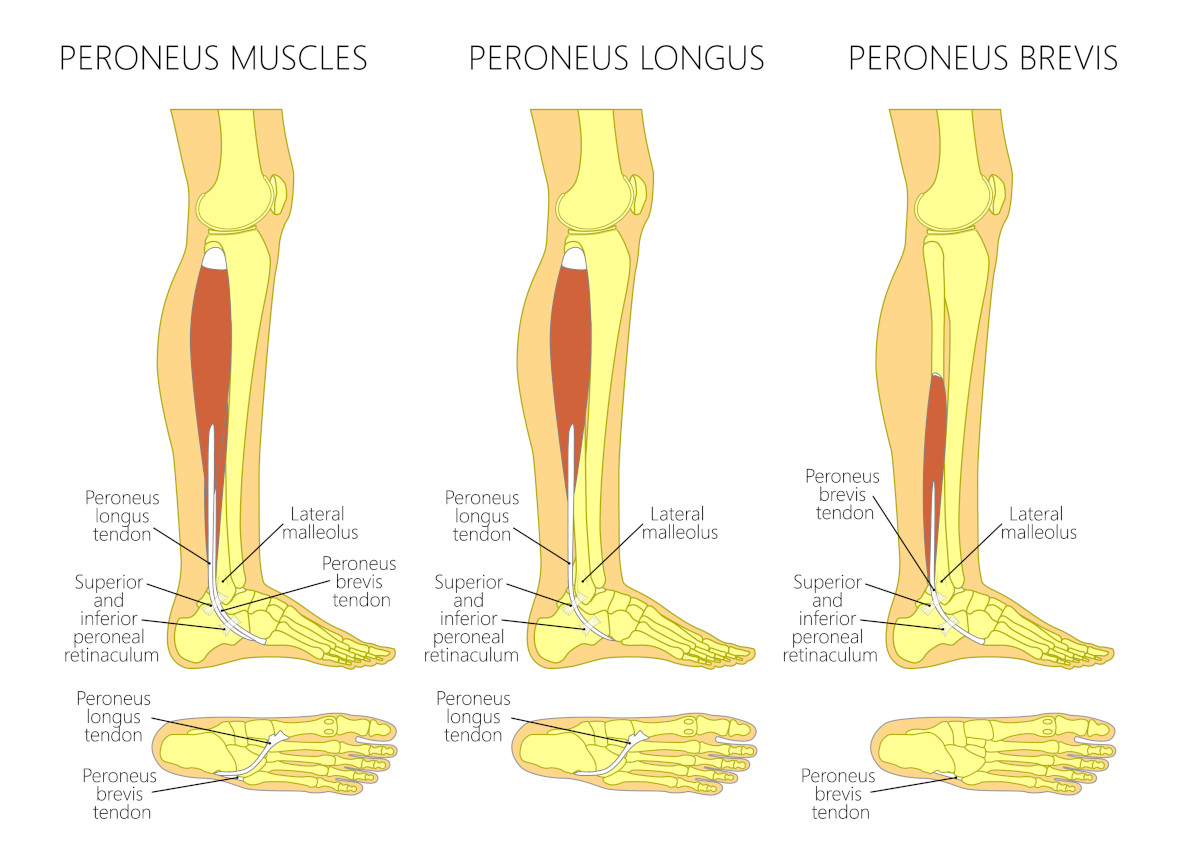 peroneus muscle brevis fibularis longus inforgraphic