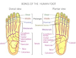 phalanges in the foot