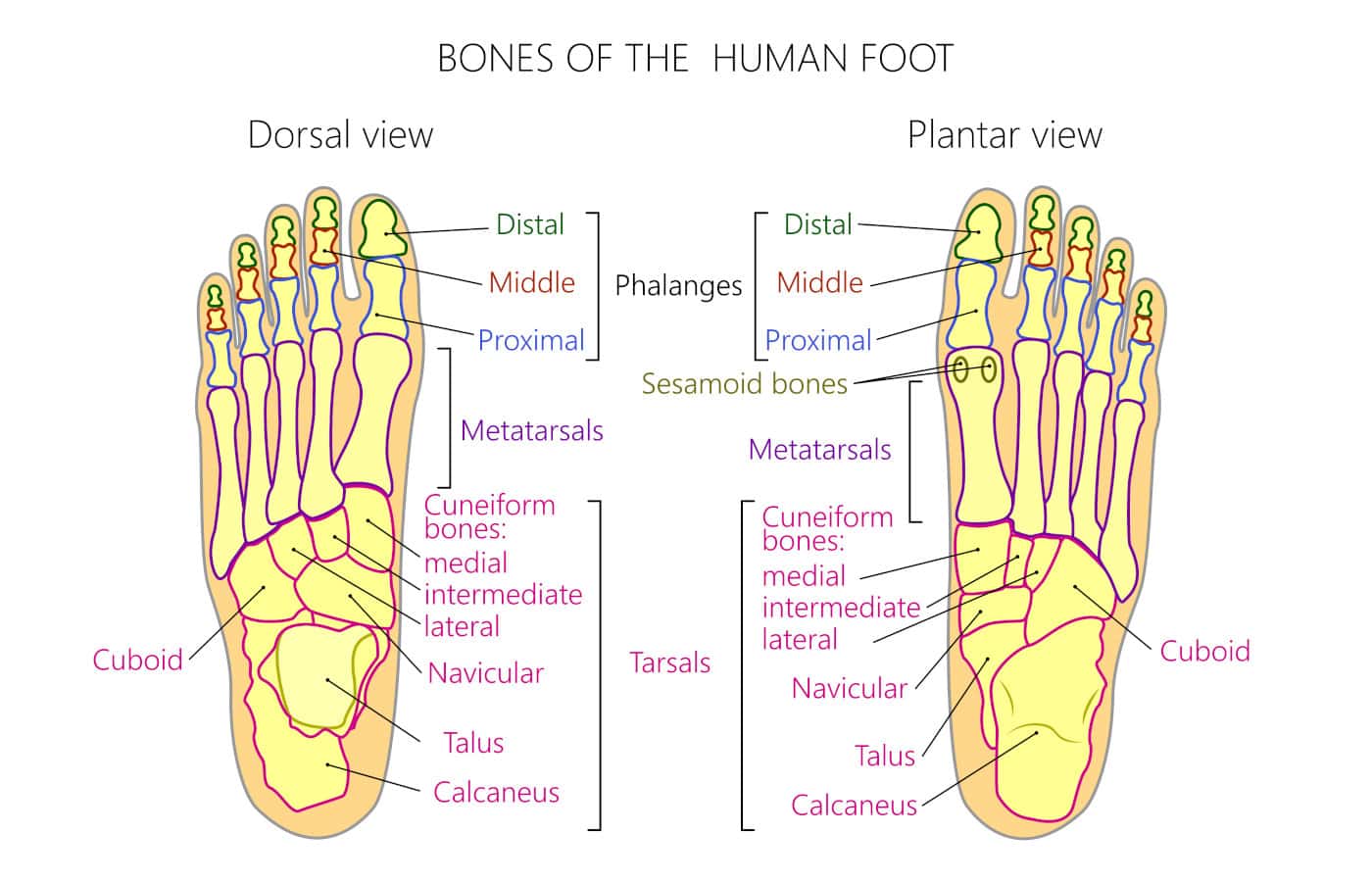 Metatarsal Bone Name