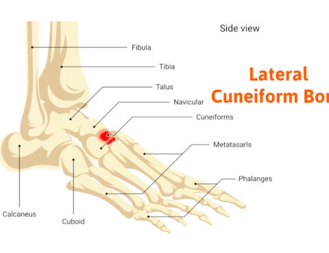 lateral cuneiform bone pain